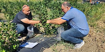 İlçe tarım ekipleri numune alımını sürdürüyor