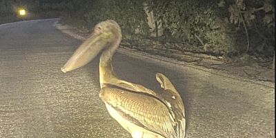 İnegöl Cerrah Kalburt Yolunda İlginç Olay: Araç Üzerine Pelikan Düştü