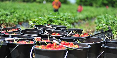 İnegöl çileğini almak için 3 ülke sıraya girdi