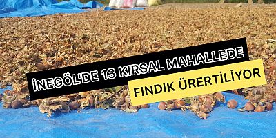 İNEGÖL'DE 13 KIRSAL MAHALLEDE FINDIK ÜRERTİLİYOR