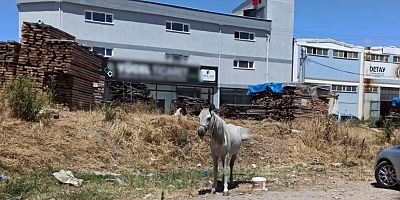 İnegöl'de 2 gündür sıcak altında bekletilen hayvanın sahibi aranıyor 
