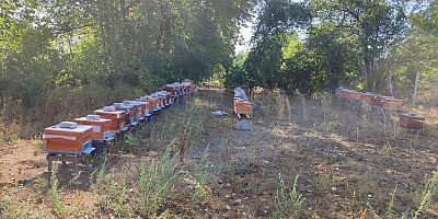 İnegöl’de 2024 arılı kovan tespit çalışmaları başladı