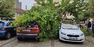 İnegöl’de Ağaca yıldırım düştü Araçlar Hasar Gördü 