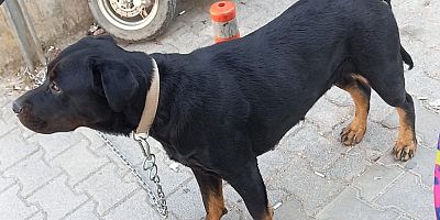 İnegöl’de Ağızlıksız Gezdirilen Yasaklı Irk Köpeğe El Konuldu