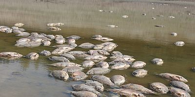 İnegöl’de balık ölümlerinin nedeni araştırılıyor