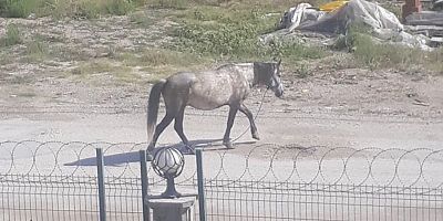 İnegöl'de başıboş Atlar  tedirgin etmeye devam ediyor