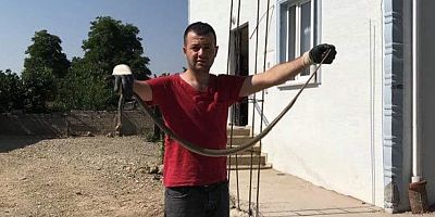 İnegöl’de bir yılan vakası daha