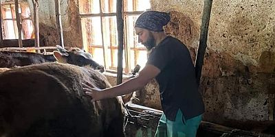 İnegöl’de büyükbaş hayvanlara şap ve Brucella aşılaması yapıldı