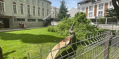 İnegöl'de cami bahçesinde devrilen ağaç bir kişiyi yaraladı