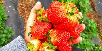 İnegöl’de çilek sezonu öncesi çiftçinin yüzü gülüyor