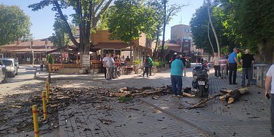 İnegöl'de çınar dalları yıkılmaya devam ediyor 