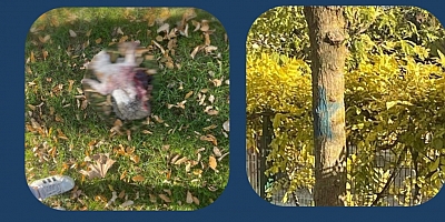 İnegöl’de Dehşet Verici Olay: Parkta Vahşice Öldürülmüş Kedi Bulundu