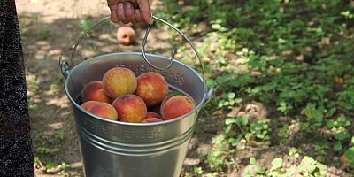İnegöl'de 'Ekenci Şeftali' hasadı başladı