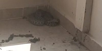 İnegöl’de Eve Giren Yılan Korkuttu