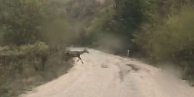 İnegöl’de geyikler amatör kameraya yansıdı