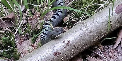 İNEGÖL’DE GÖRÜLDÜ EN TEHLİKELİ YILANLAR ARASINDA…