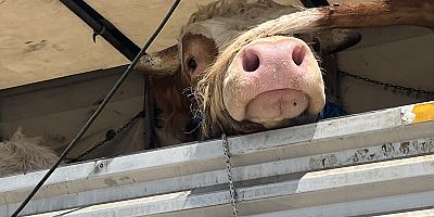 İnegöl’de Hayvan Pazarı Açılmadan Gelen Üreticiler Zor Durumda: