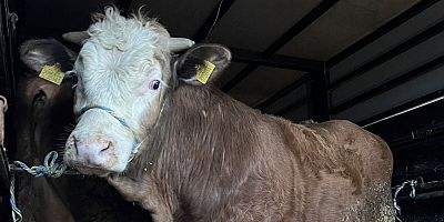 İnegöl’de hayvanlar tek tek kontrol edildi  “Halk sağlığı için sahadayız”