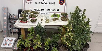 İnegöl’de Jandarmadan Uyuşturucu Operasyonu: 22 Kök Kenevir ve 1 Kilodan Fazla Esrar Ele Geçirildi