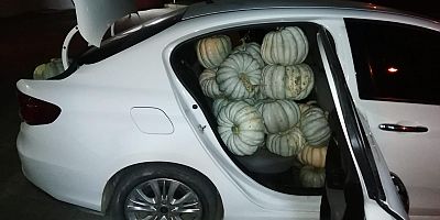 İNEGÖL'DE KABAK HIRSIZLIĞI