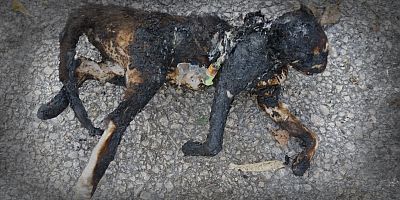 İNEGÖL’DE KEDİYİ YAKIP ÇÖPE ATTILAR