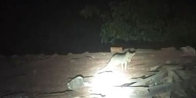 İnegöl'de köye inen tilki çatılarda gezdi