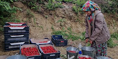 İnegöl'de küçük çiftçilerde  bahçelerde