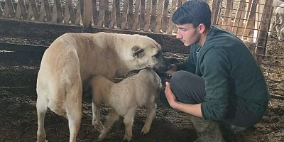 İnegöl'de kuzuyu emziren köpek şaşkınlık yarattı 