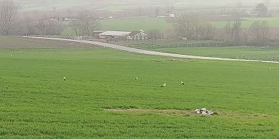 İnegöl’de leyleklerin mekânı bu kez değişti