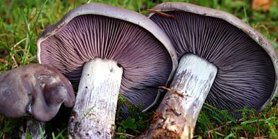 İnegöl’de mantar zehirlenmesi: 16 yaşındaki kız hastaneye kaldırıldı