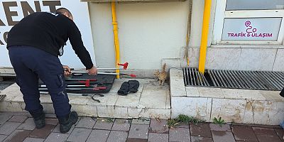 İnegöl’de Mazgala Düşen Kedi Yavrusu Kurtarıldı