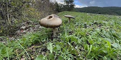 İnegöl’de mevsim mantarı zehirlenmesi: 6 yaşındaki çocuk hastaneye kaldırıldı