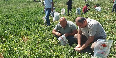 İnegöl'de meyve ve sebzelerde numune alımı sürüyor
