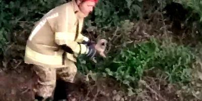 İNEGÖL’DE MİNİK YAVRU KÖPEK İÇİN SEFERBER OLDULAR