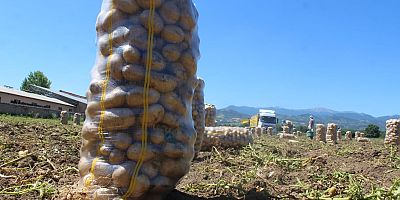 İNEGÖL'DE PATATES HASADI BAŞLADI