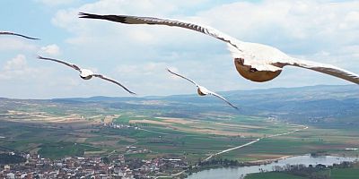 İnegöl’de pelikanlar böyle görüntülendi
