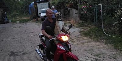 İnegöl’de sadık dost ‘Kaya’ ilgi odağı oluyor