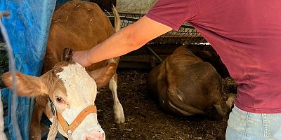 İnegöl’de şap aşılaması tüm hızıyla sürüyor