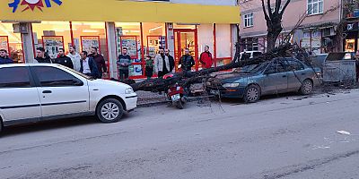 İnegöl’de Şiddetli Rüzgâr Ağaç Devirdi, Otomobil Zarar Gördü