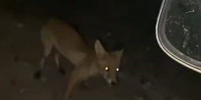 İnegöl’de sürücü tilkiyi cipsle besledi