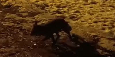 İnegöl’de Tilki Şaşkınlığı: 