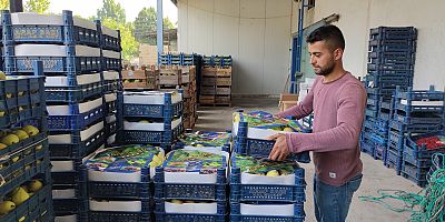 İnegöl’de üretilen Margaret Marilla cinsi armut, Balkan ülkelerine ihraç ediliyor