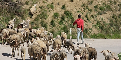 İnegöl’de virüsten hiç etkilenmeyenler; Çobanlar 