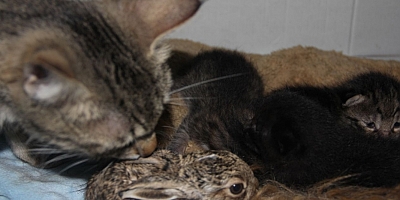 İnegöl'de yavru tavşana, anne kedi şefkati 