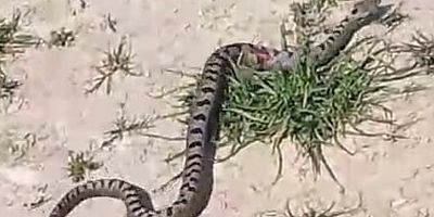 İnegöl’de yılan operasyonu