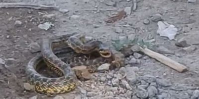 İnegöl’de  yılan paniği