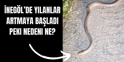 İnegöl’de yılanlar artmaya başladı Peki nedeni ne?