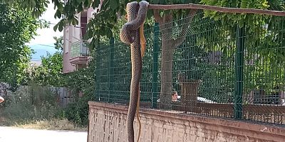 İnegöl'de yılanlar cirit atıyor 