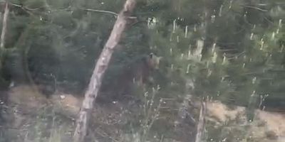 İnegöl’de yola inen ayı kamerada