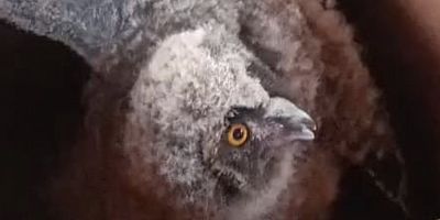 İnegöl’de Yuvadan Düşen Baykuş Kurtarıldı